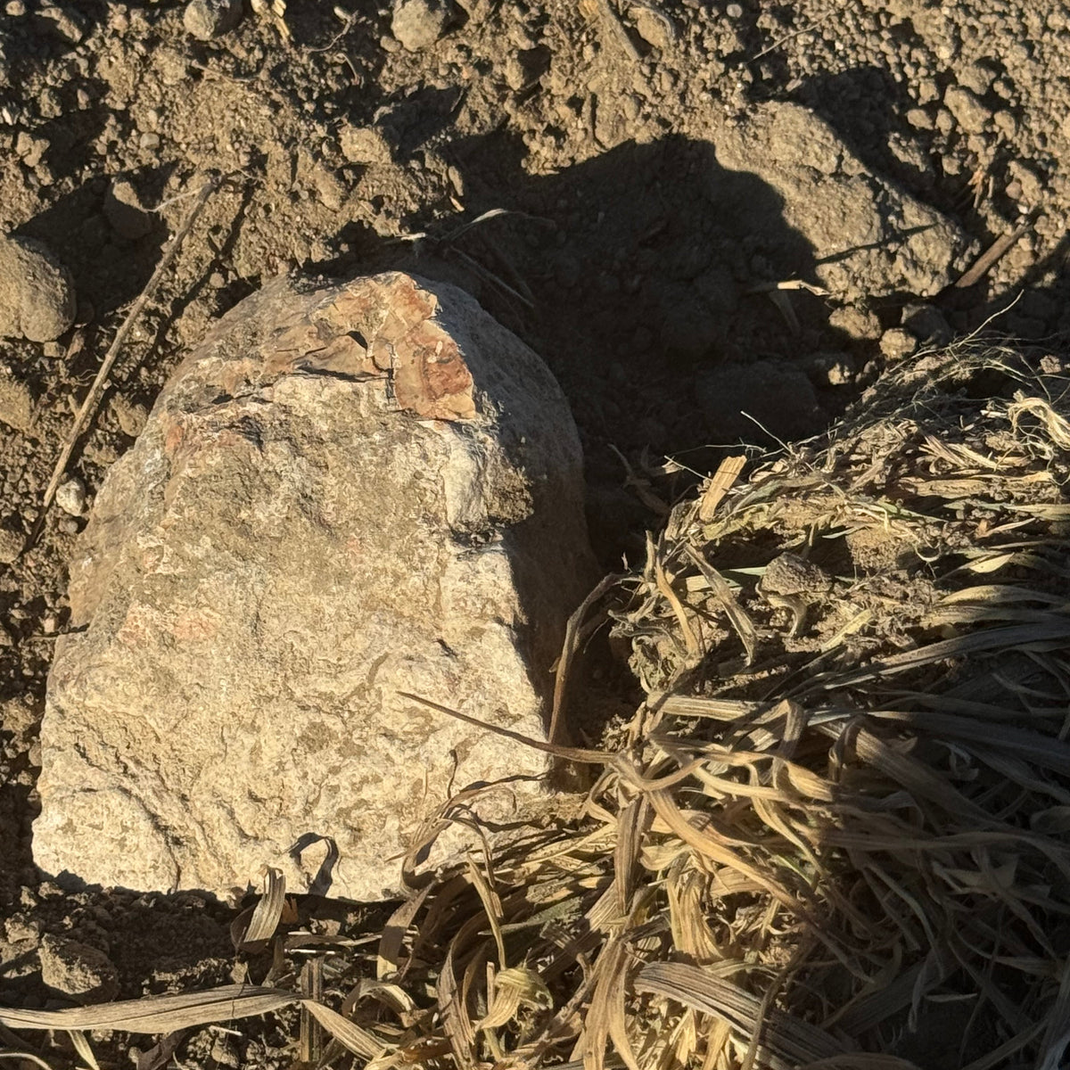 Close-up of a rock on the ground with dry grass and soil