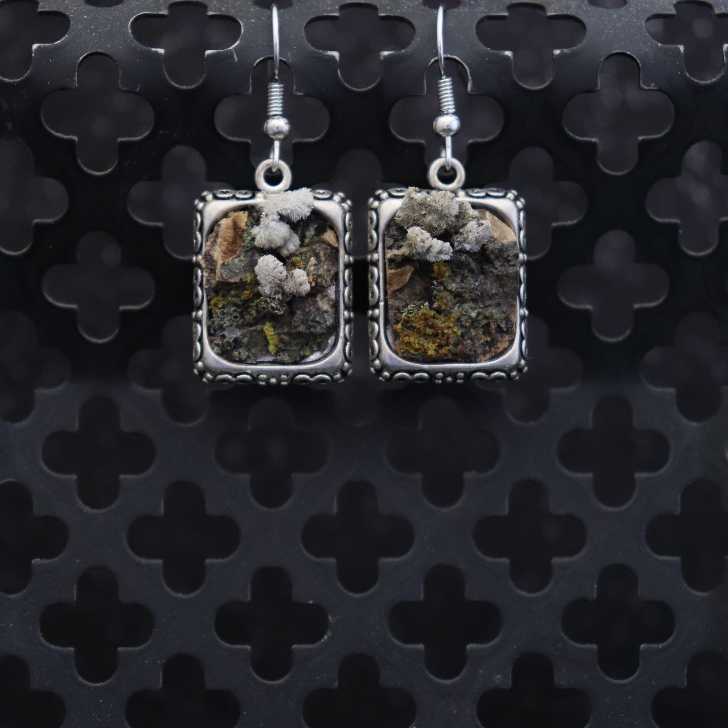 Square earrings with natural tree bark and grown lichen and small grey mushrooms on a black textured background